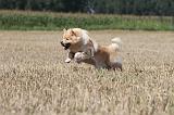 CHIEN FINNOIS DE LAPONIE 707